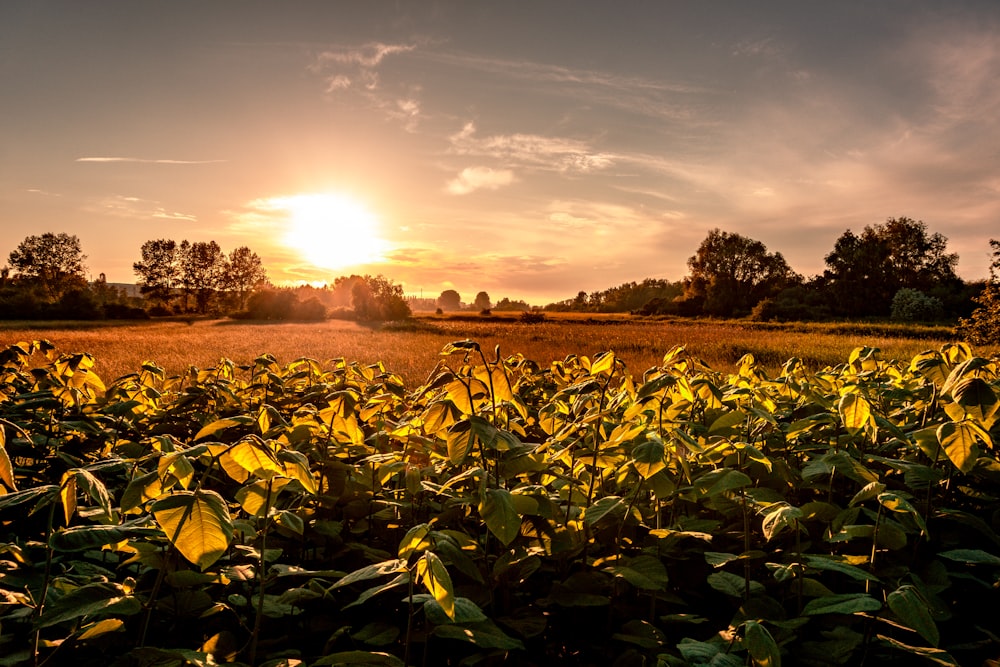 the sun is setting over a field of sunflowers