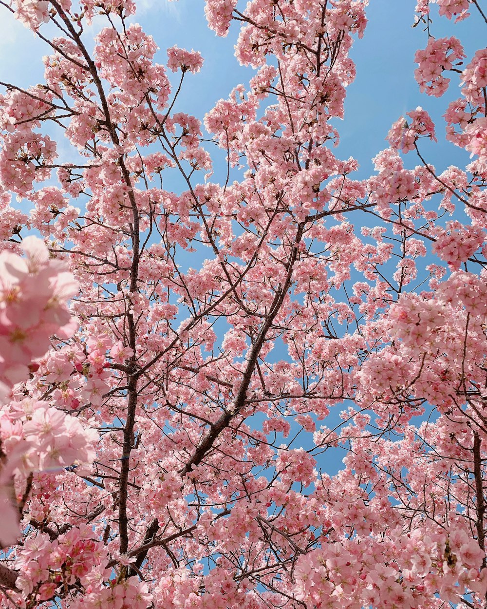 Rosa Kirschblütenbaum unter blauem Himmel tagsüber