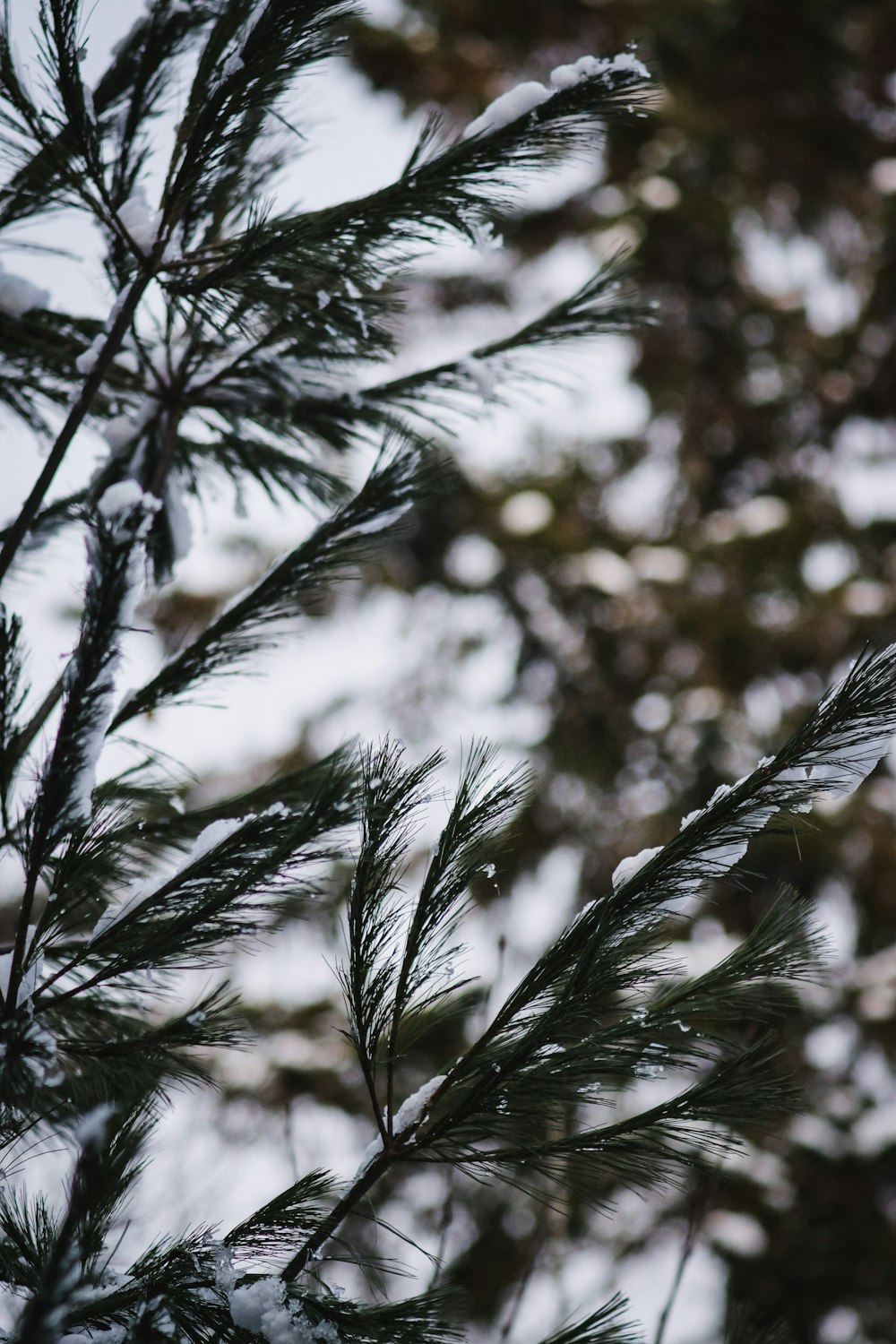 green pine tree during daytime