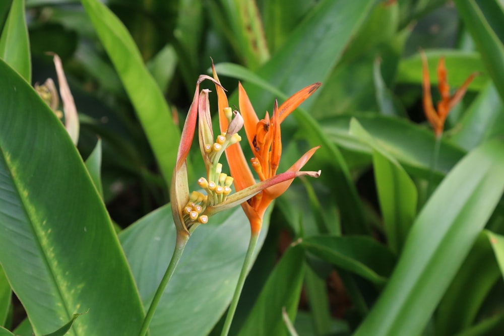 orange and green flower bud