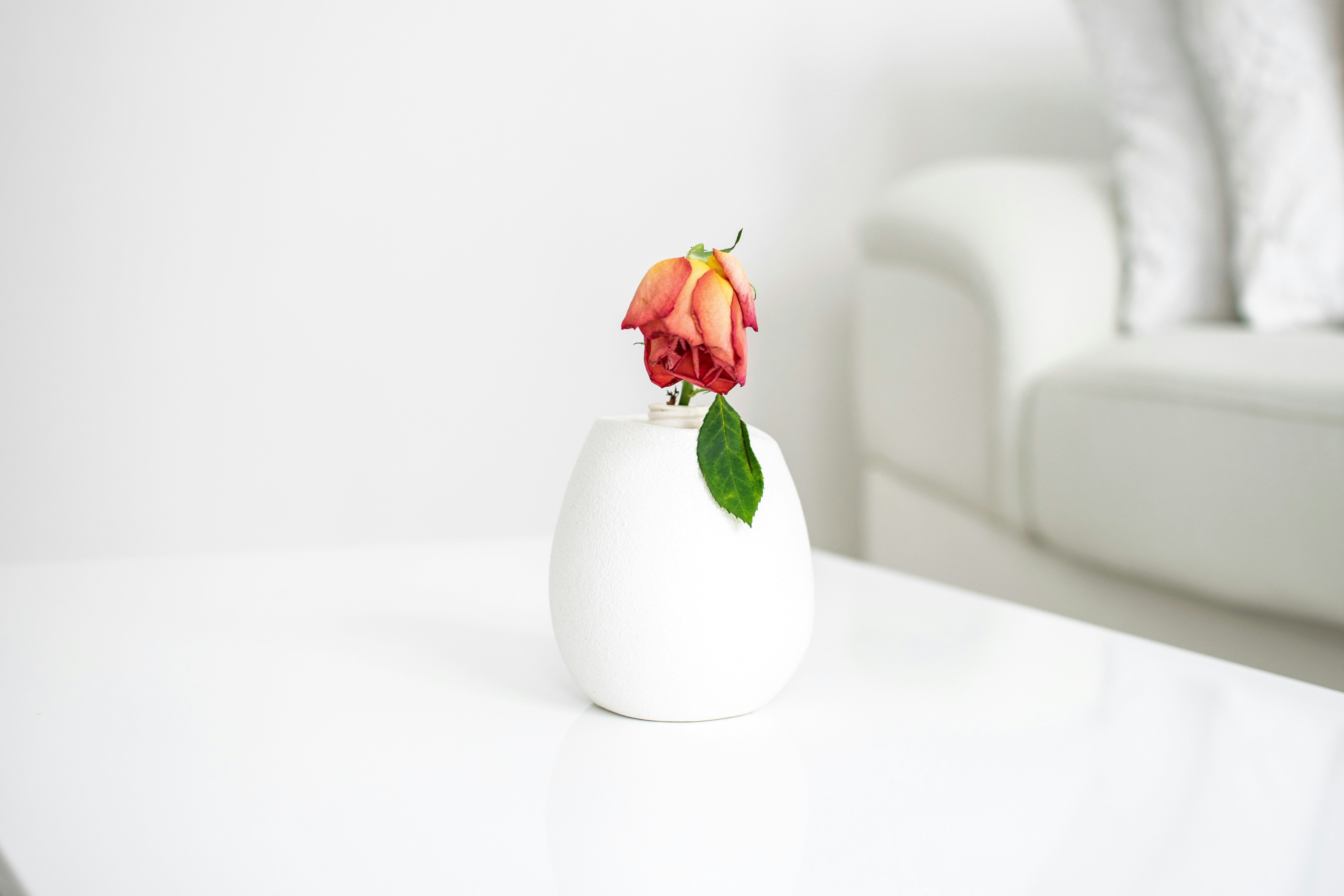 Rose rouge dans un vase en céramique blanche sur table blanche