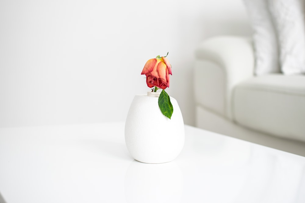 red rose in white ceramic vase on white table