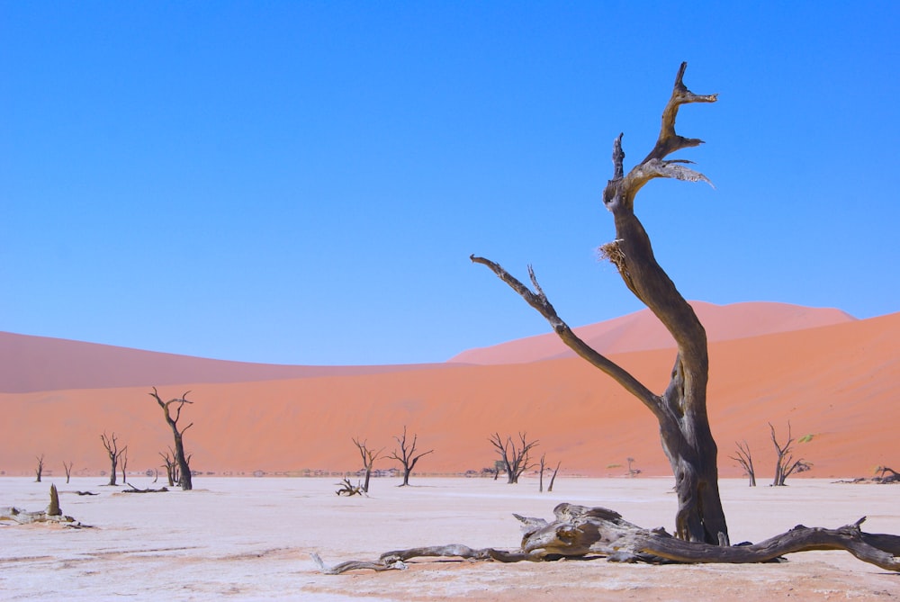 albero nudo marrone su sabbia bianca durante il giorno