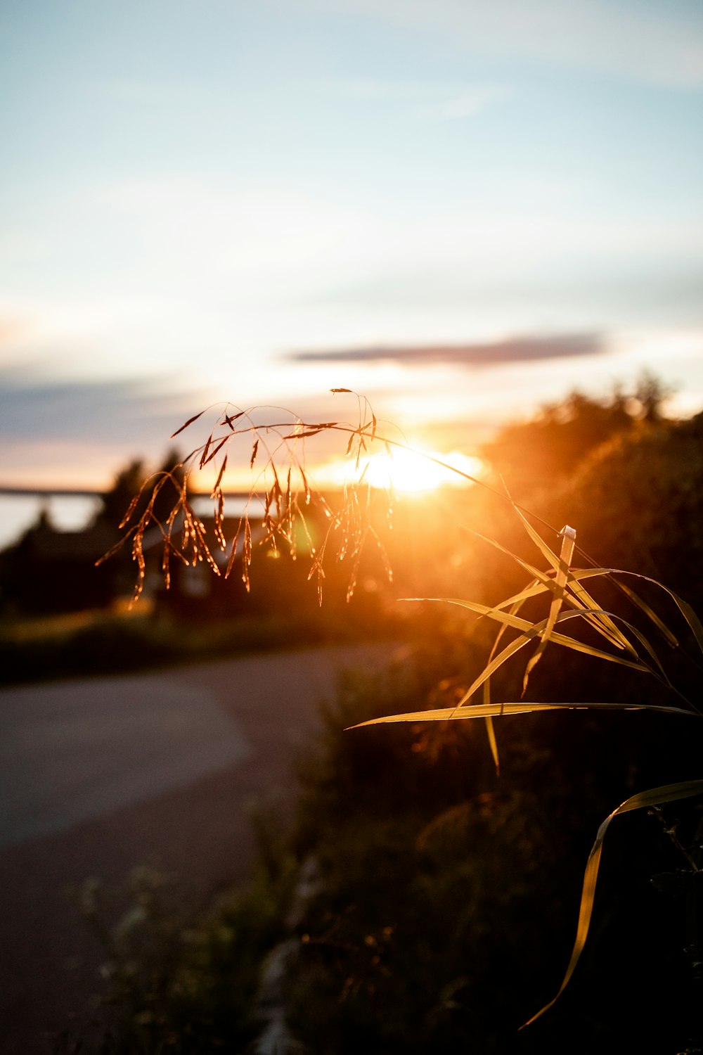 green grass near road during sunset