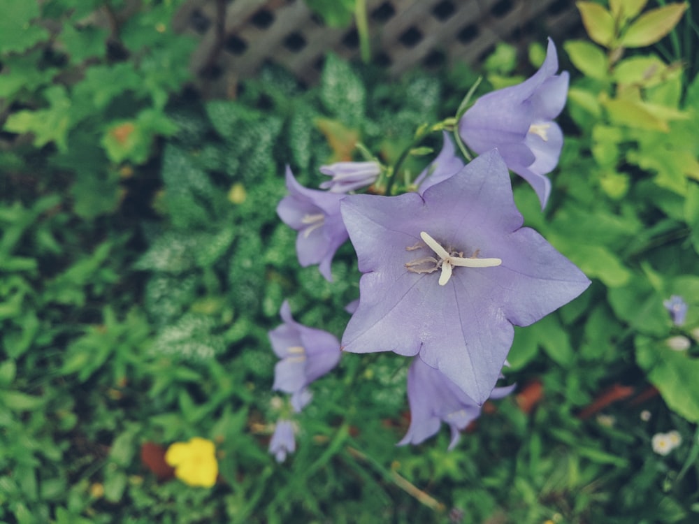 purple flower in tilt shift lens