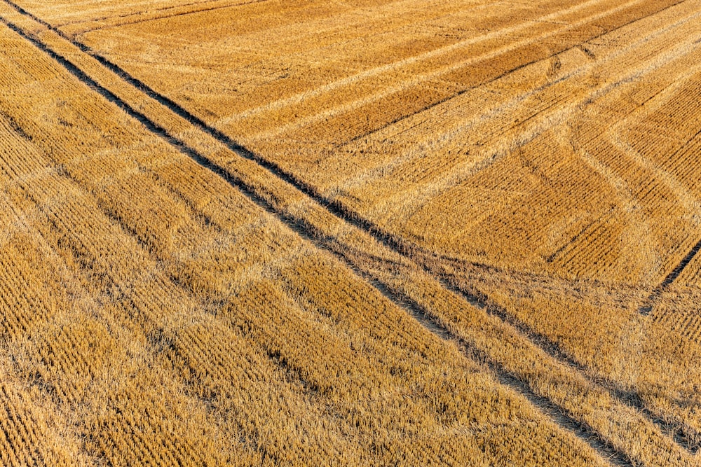 brown and black field during daytime