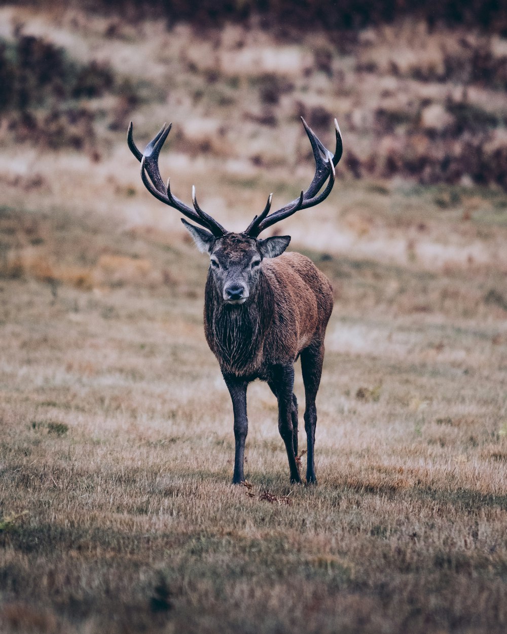 brown deer on brown grass field during daytime