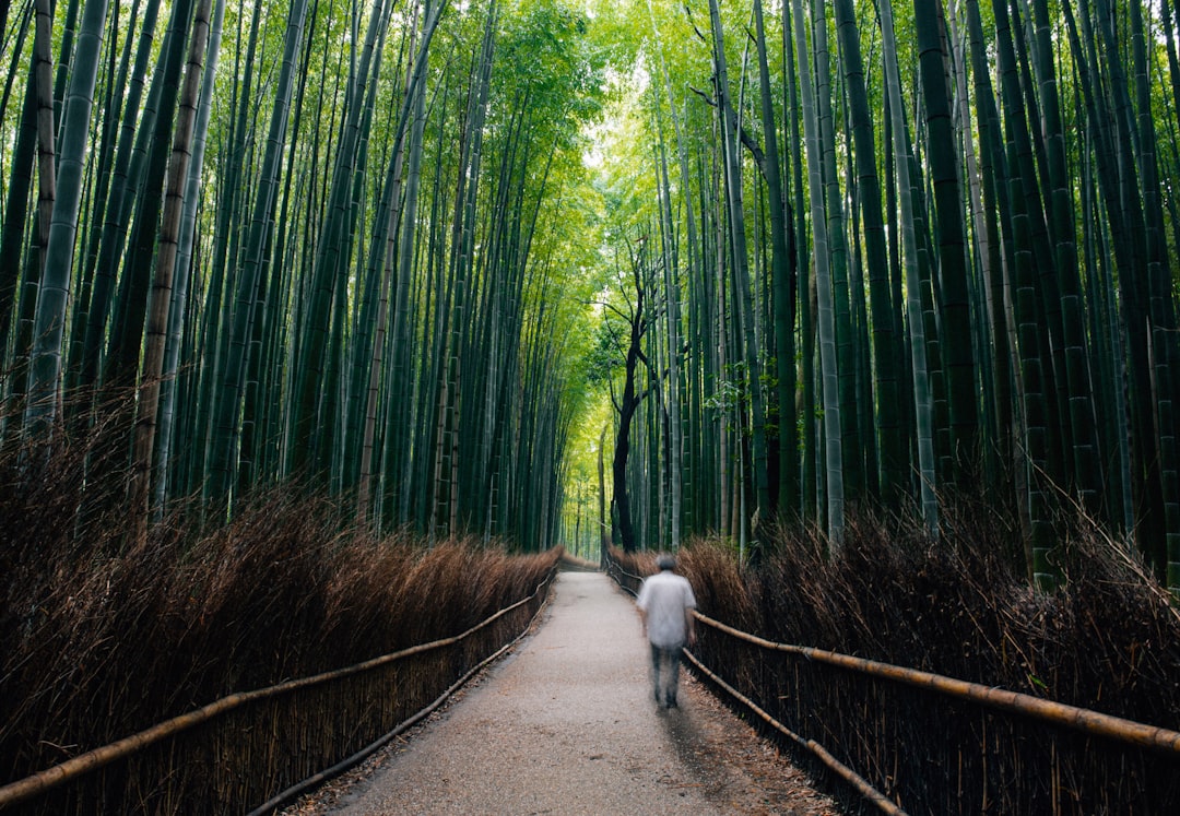 Forest photo spot Kyoto Japan