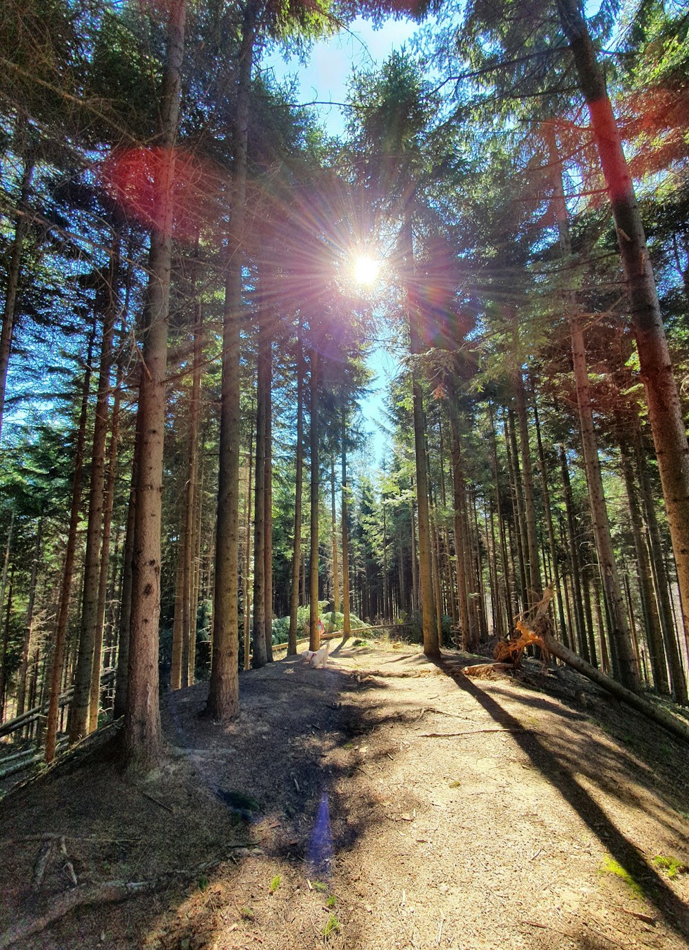 brown trees on brown soil during daytime