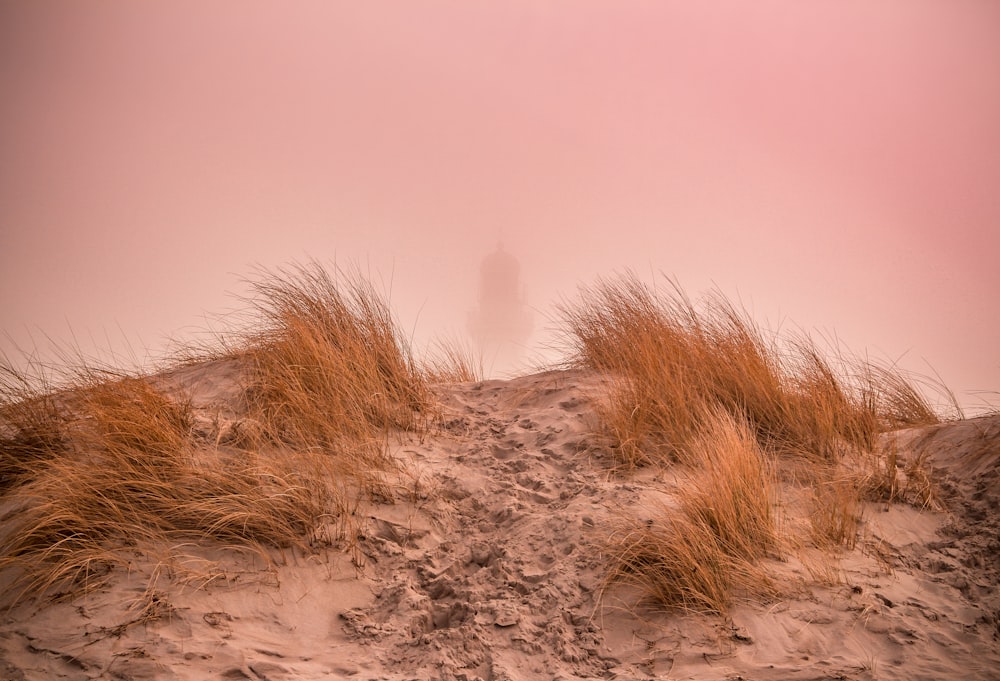 braunes Gras auf weißem Sand tagsüber