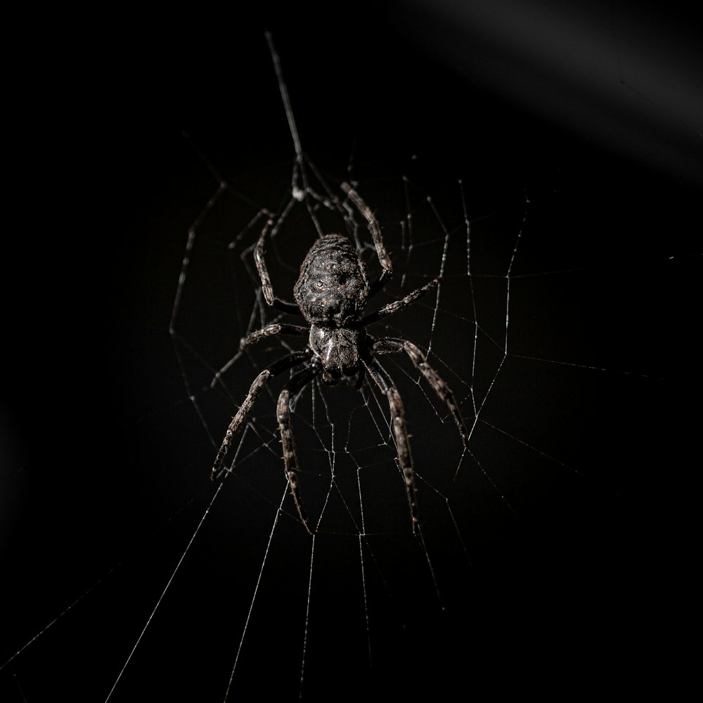 Braune Spinne im Netz in Nahaufnahmen