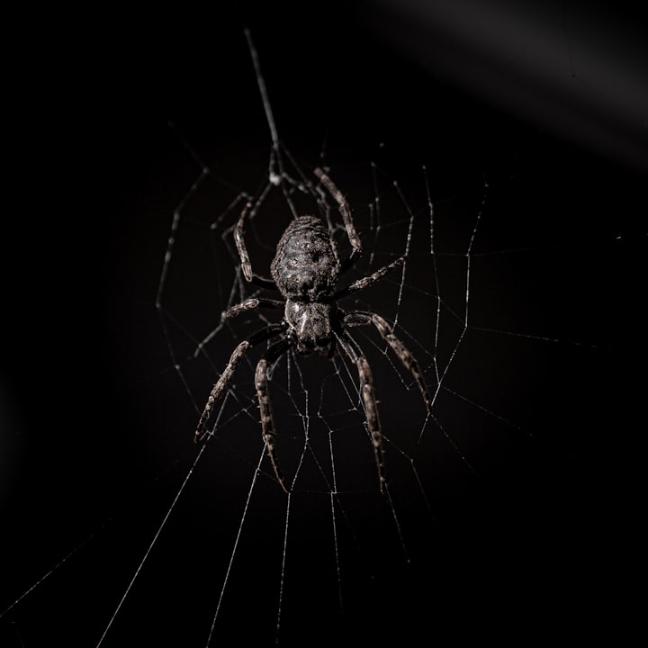 The Spider in the Car