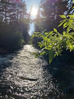 Sunlight filtering through tall trees onto a gentle creek flowing beside a waterfall.