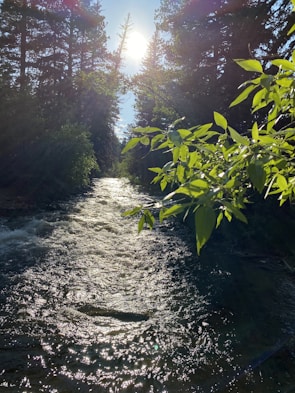 Sunlight filtering through tall trees onto a gentle creek flowing beside a waterfall.