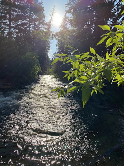 Sunlight filtering through pine trees along the riverbank near Tirthan Horizon Homestay.