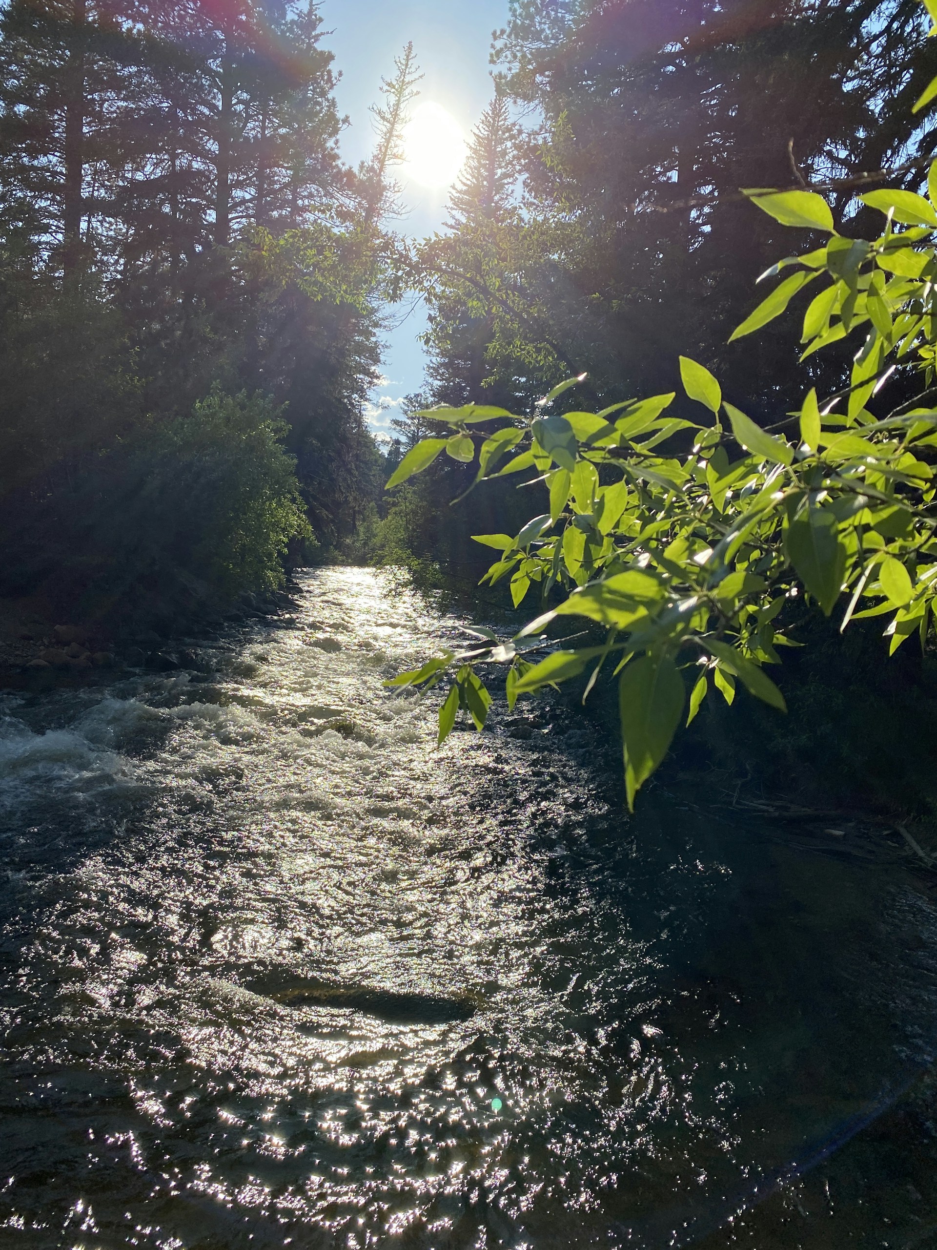 Sunlight filtering through tall trees, illuminating a peaceful river in the heart of the Atlantic Forest region.
