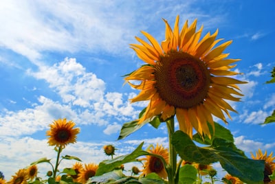 sunflower field under blue sky during daytime joyous google meet background