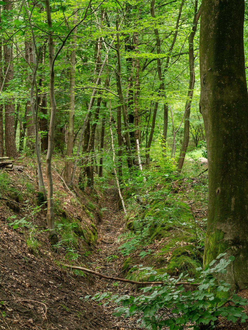 green trees on brown soil