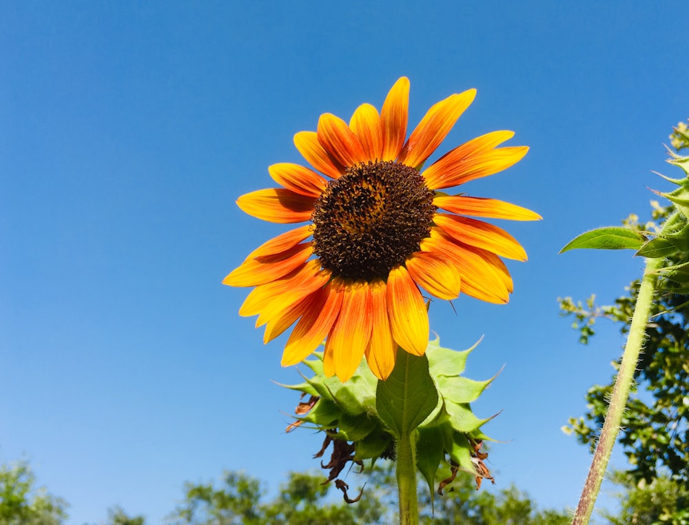 yellow sunflower under blue sky during daytime