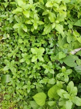 A dense collection of vibrant green foliage, mostly comprising small to medium-sized leaves. The plants appear lush and healthy, with various shapes and sizes of leaves densely packed together. The greenery gives a fresh and lively appearance.