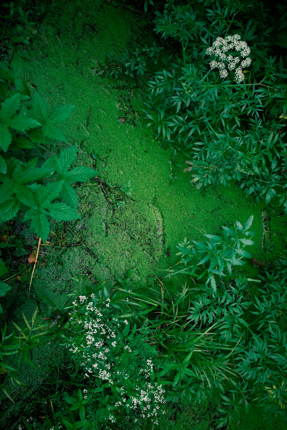 green moss on brown soil