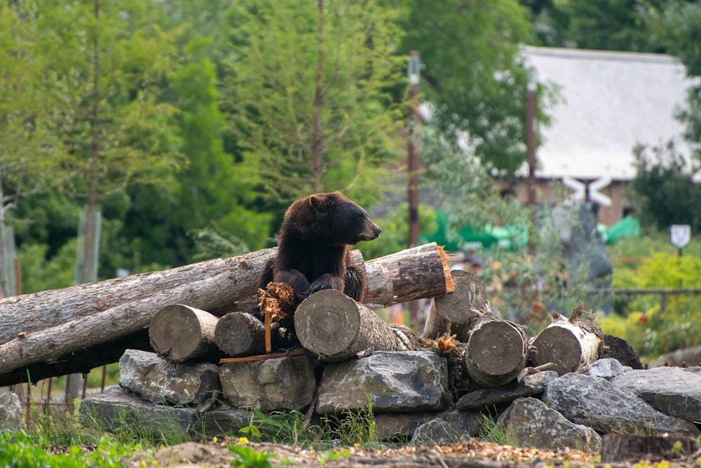 brown bear on brown log during daytime