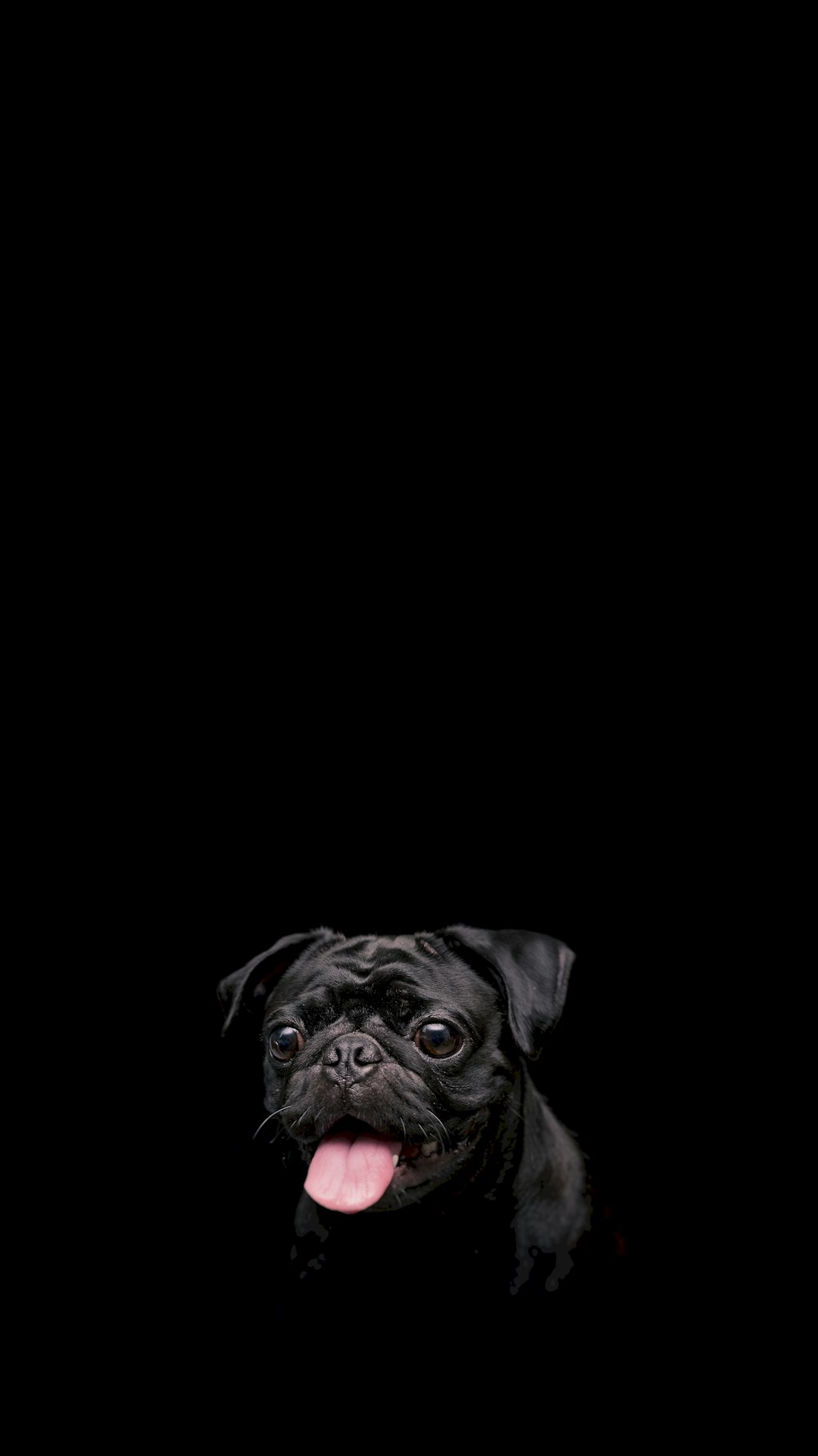 a black pug dog with its tongue hanging out