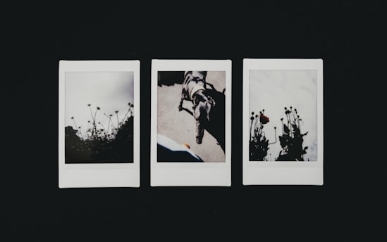 Three Polaroid photos are arranged side by side on a dark surface. The left and right images depict silhouettes of flowers or plants against a light background, creating a shadowy effect. The center image shows a dog or similar animal positioned diagonally, facing downward on a light surface.