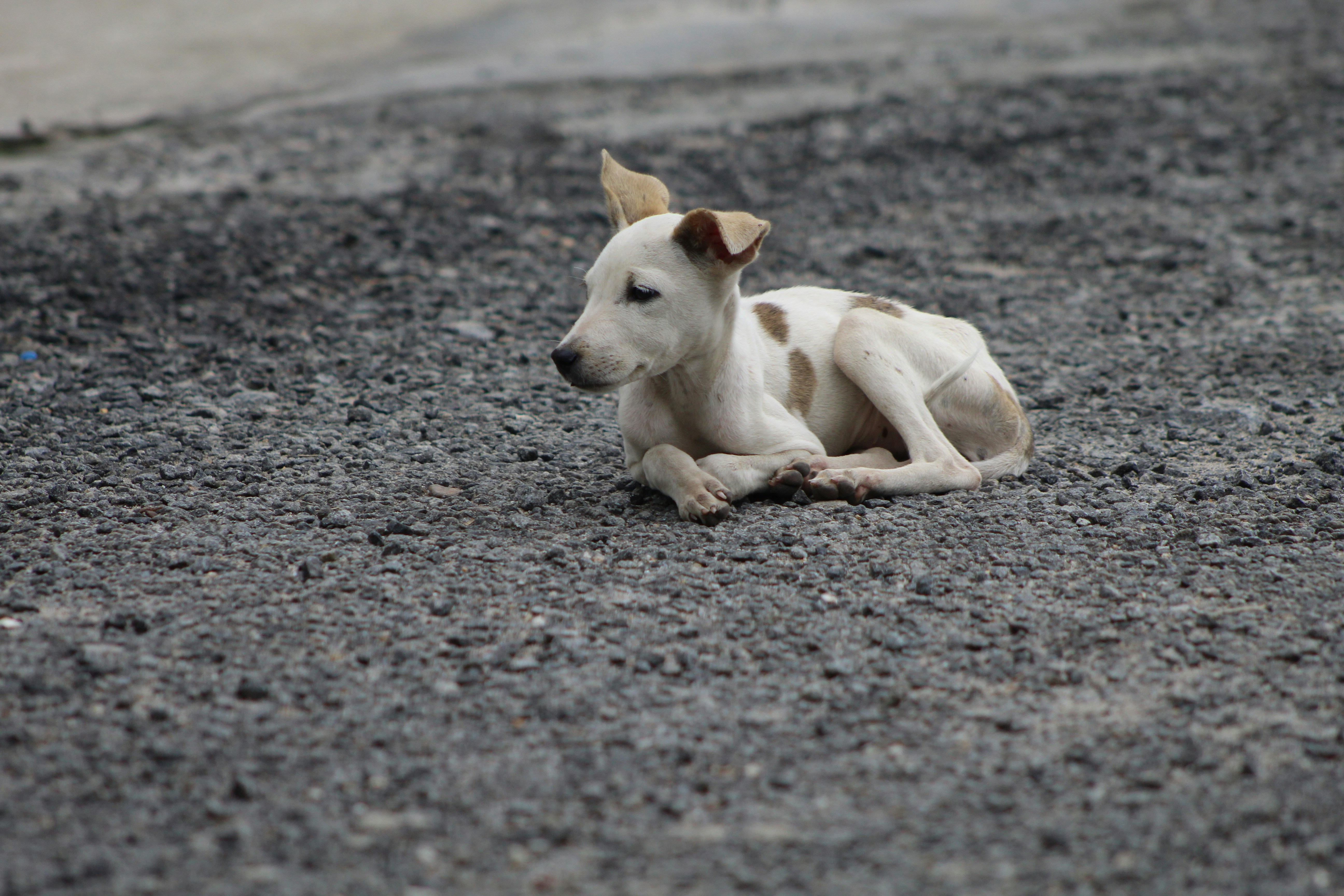White stray dog