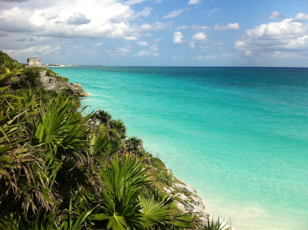 green palm tree near blue sea under blue sky during daytime