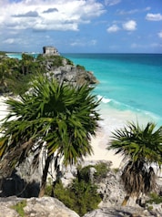 green palm tree near body of water during daytime