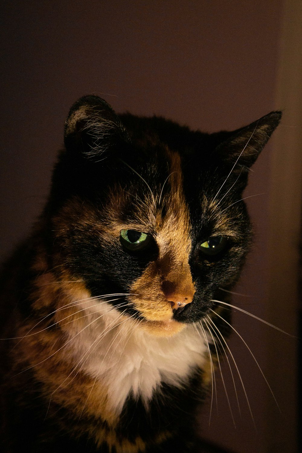 black and white cat on brown textile