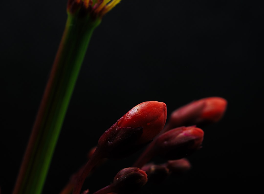 red tulips in bloom close up photo