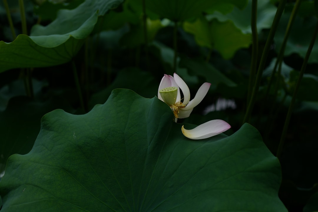 white and purple lotus flower in bloom
