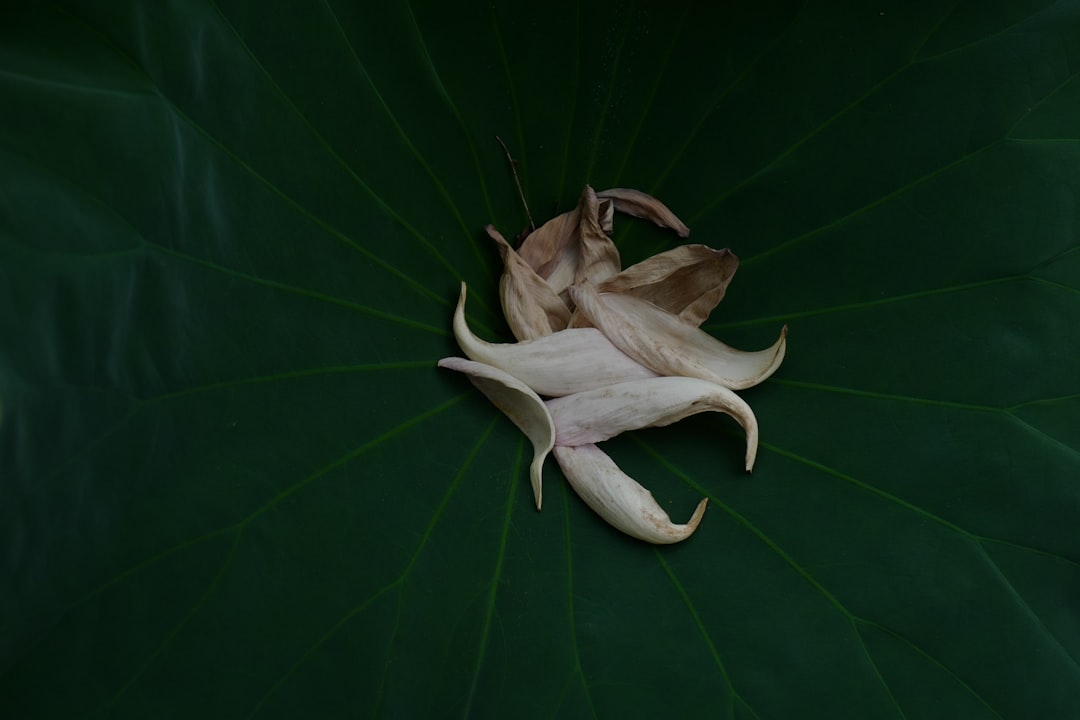 white flower on green leaf