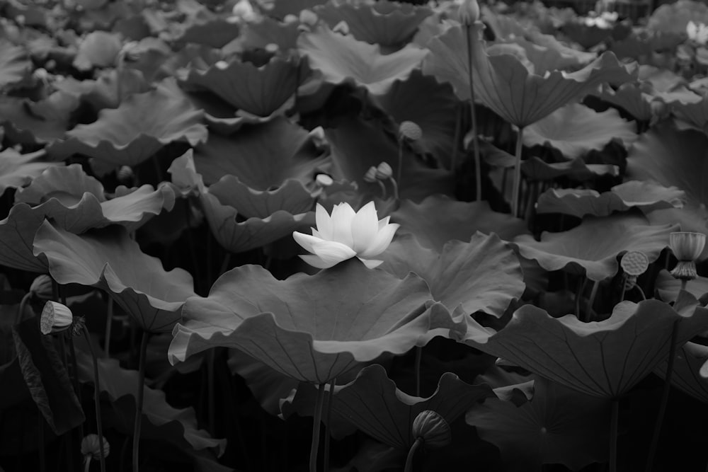 grayscale photo of flower in bloom