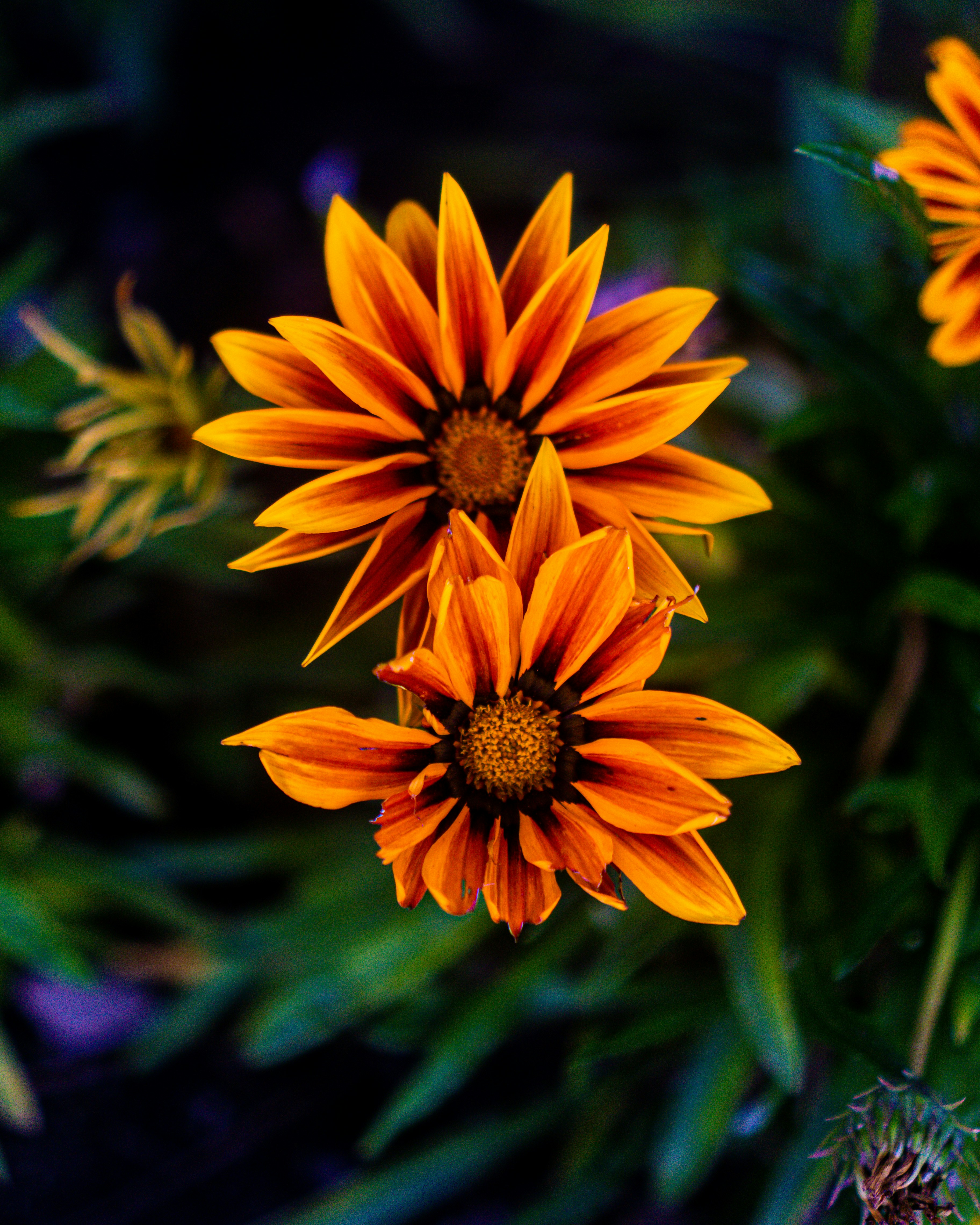 Photo by drizzy_bear86