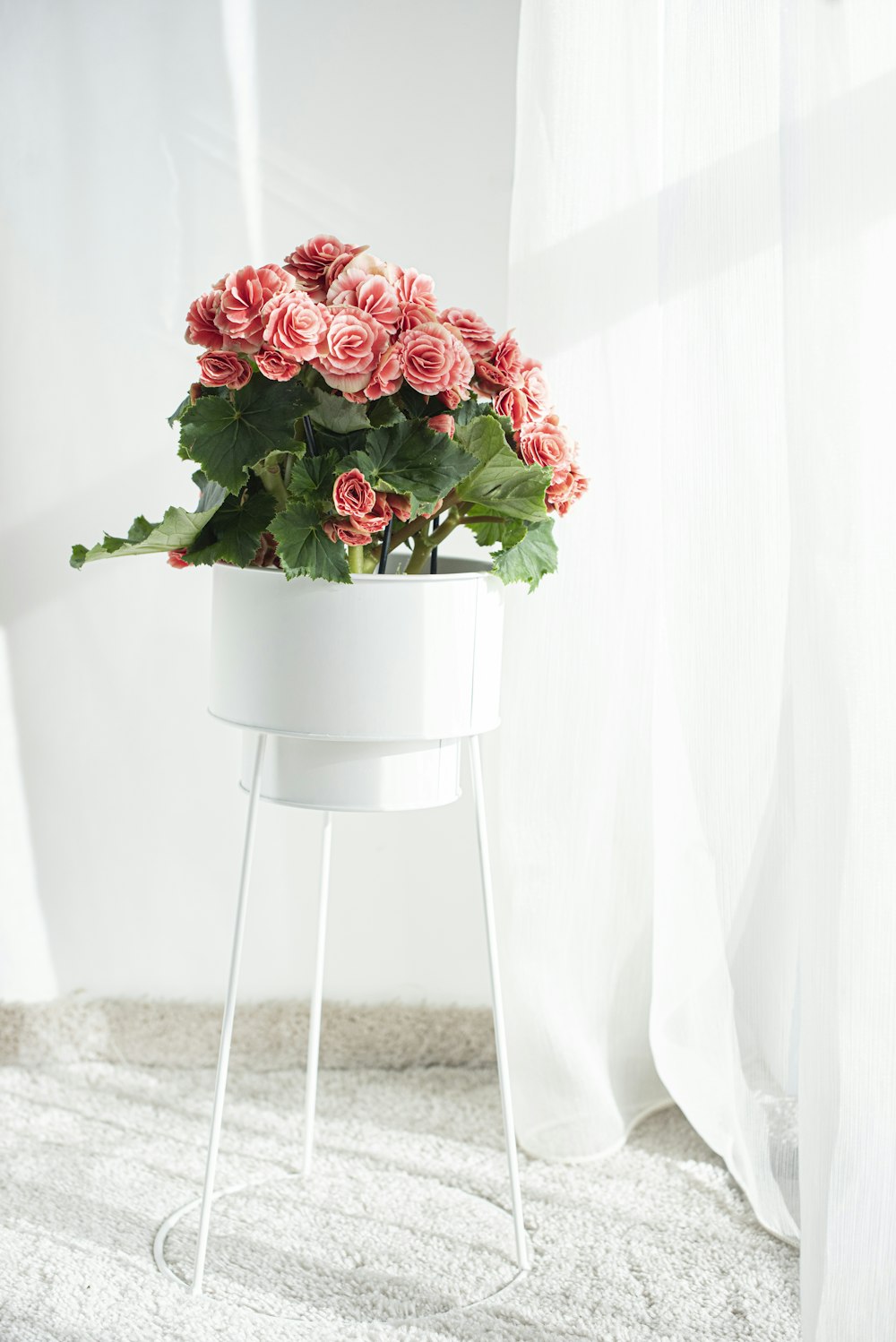 red roses in white ceramic vase