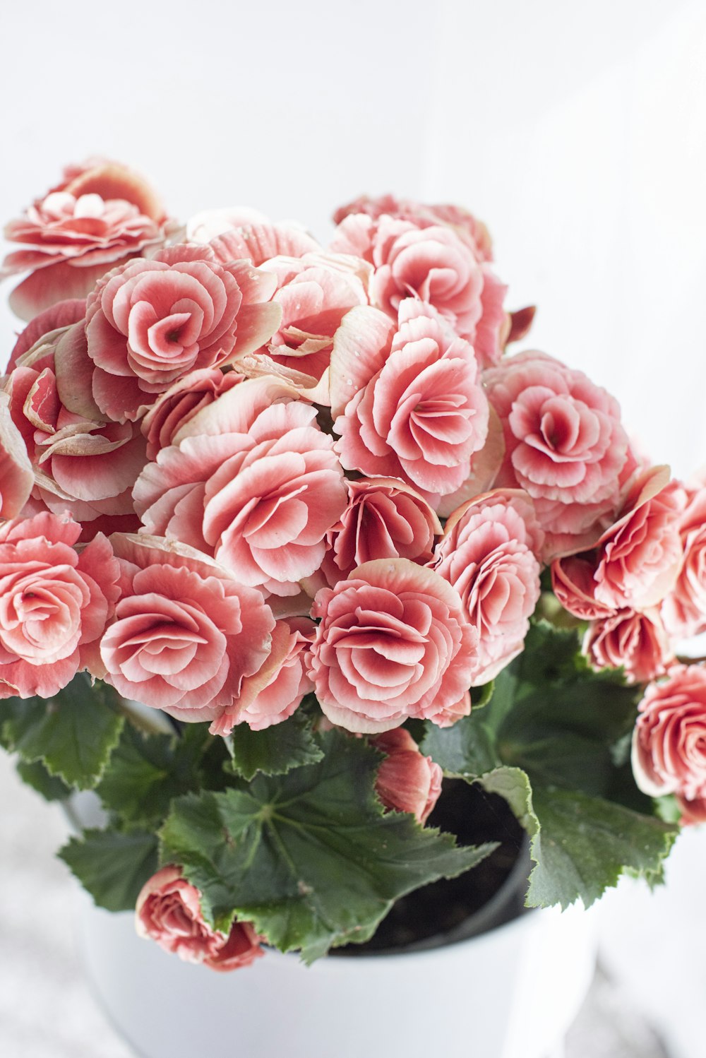 pink roses in close up photography