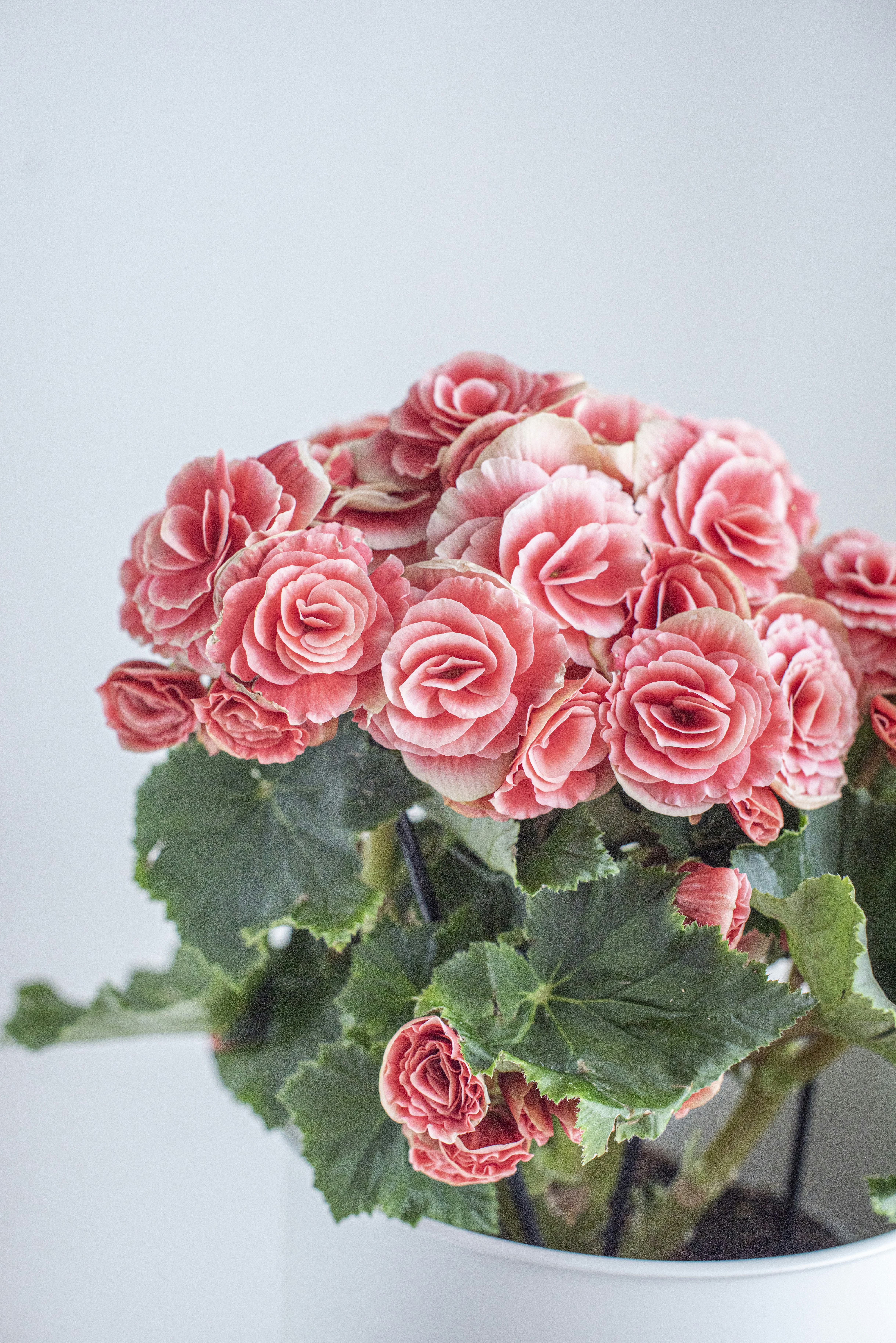 Photo by larisabirta