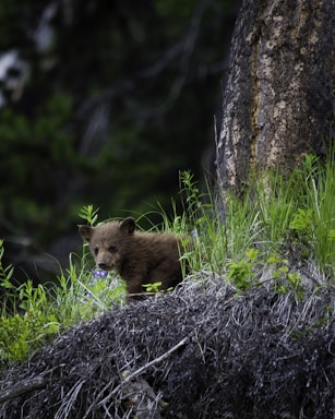 brown bear on green grass during daytime