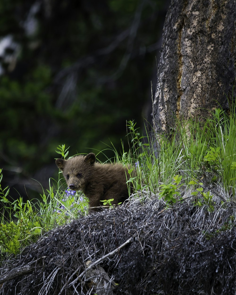 urso marrom na grama verde durante o dia