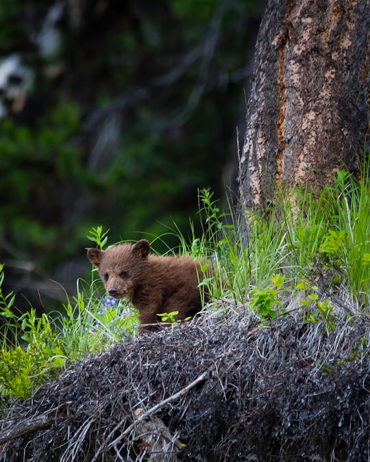 brown bear on green grass during daytime in Manning Park Canada