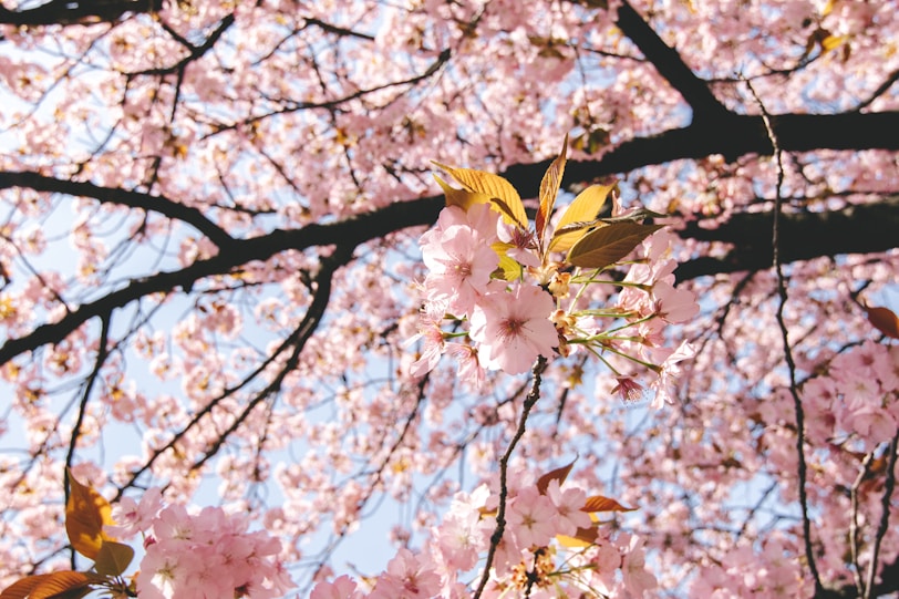 pink cherry blossom tree during daytime