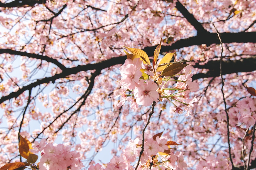 pink cherry blossom tree during daytime