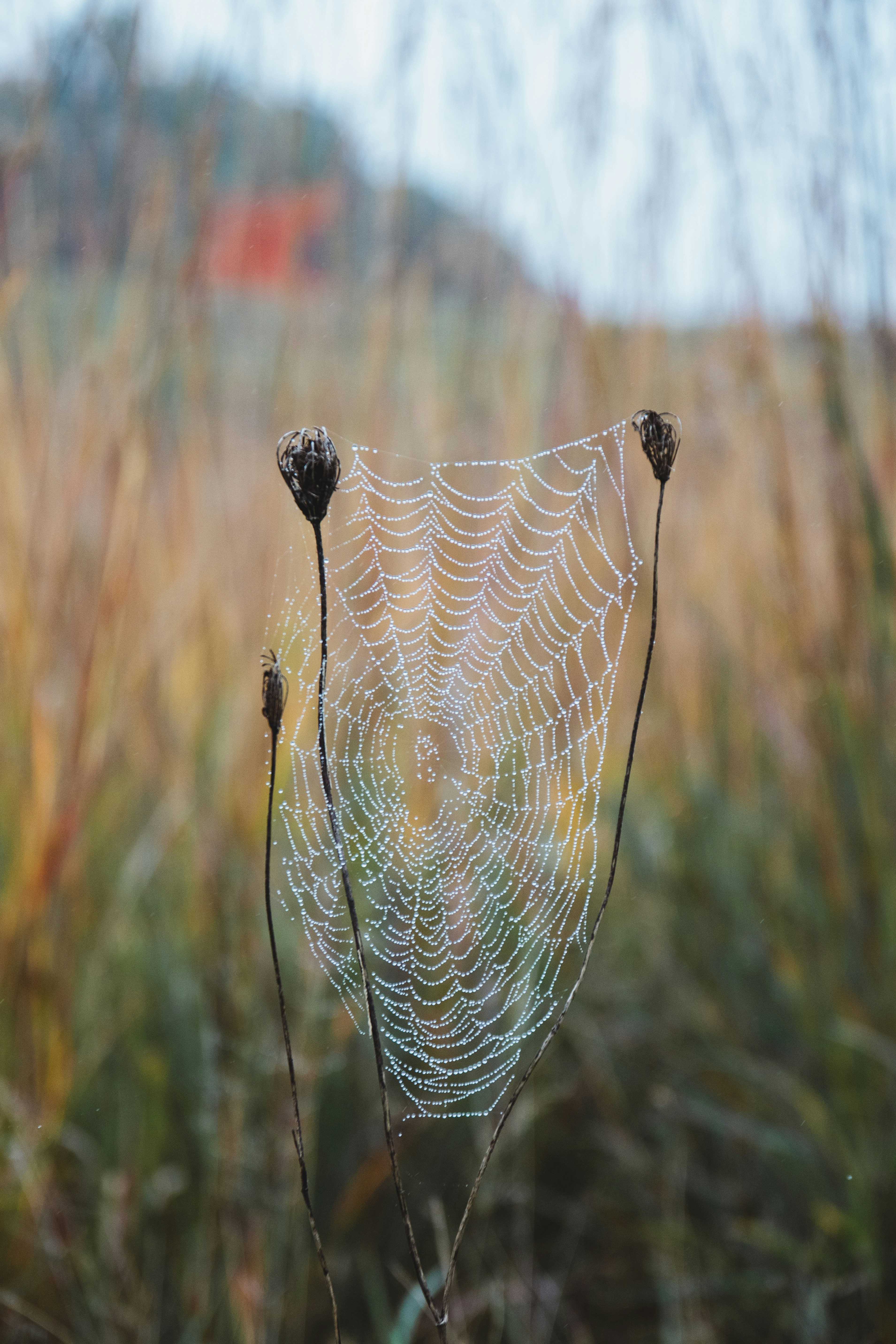 A spiderweb pearled with dewdrops and strung between two dead flowers.