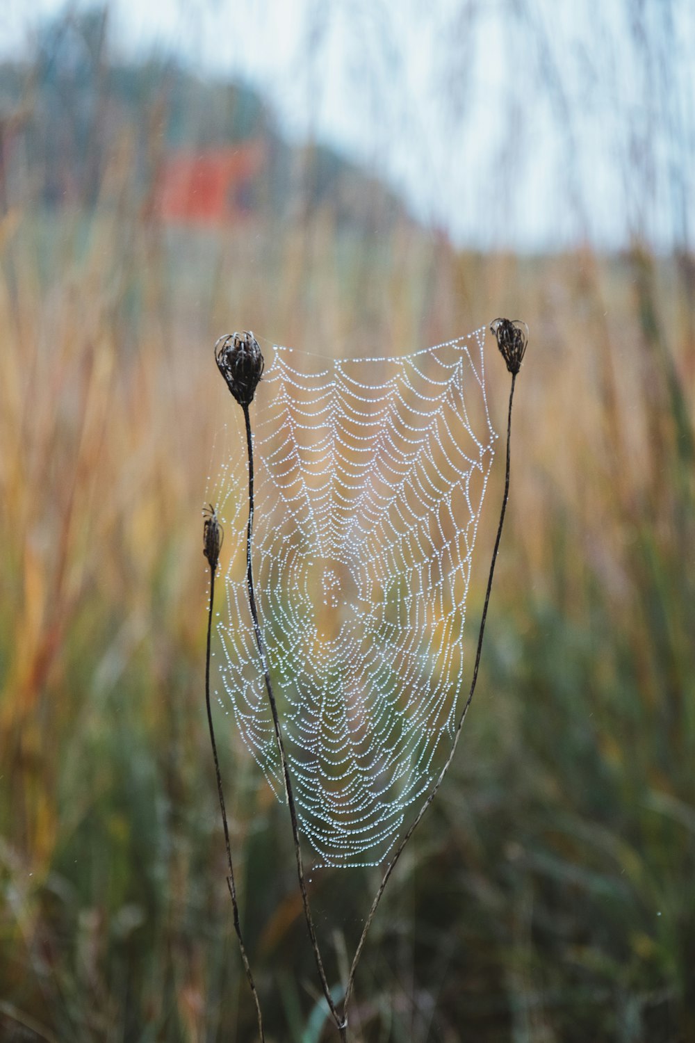 spider web in close up photography