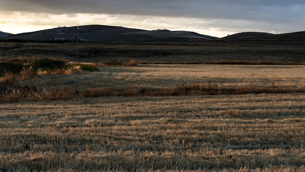 brown grass field during daytime