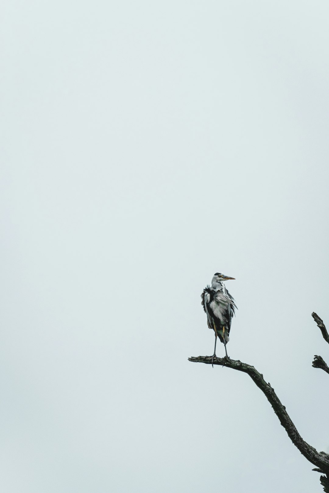 gray and white bird on brown wooden stick