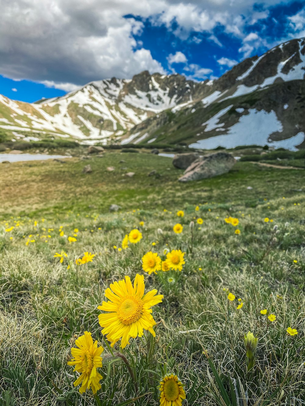 yellow flowers on green grass field near snow covered mountain during daytime